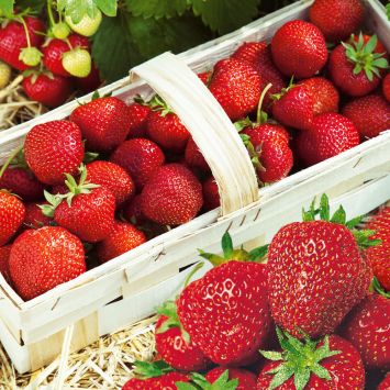 Feinschmecker-Erdbeere 'Senga®-Sengana®', Setzlinge, mittelfrüh