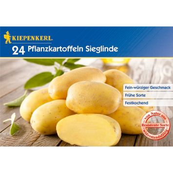 Pflanzkartoffel Sieglinde (24 Knollen)