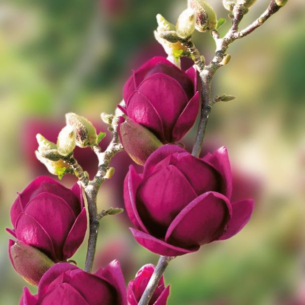 Magnolie 'Genie®'