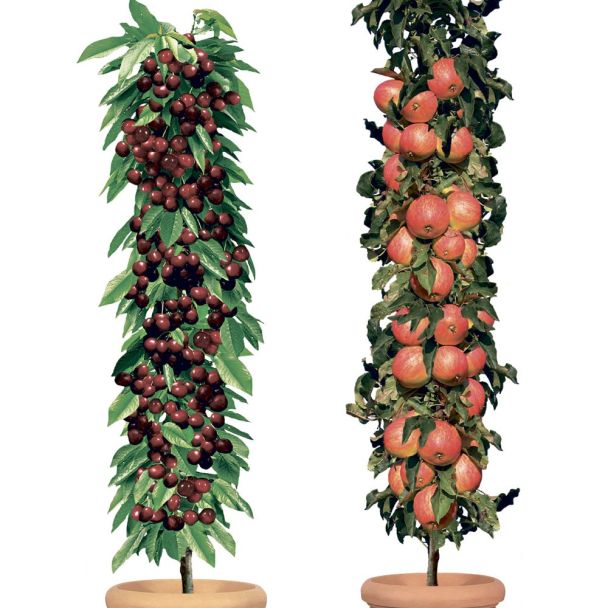 SET-Preis: Säulenobstbaum Apfel & Kirsche