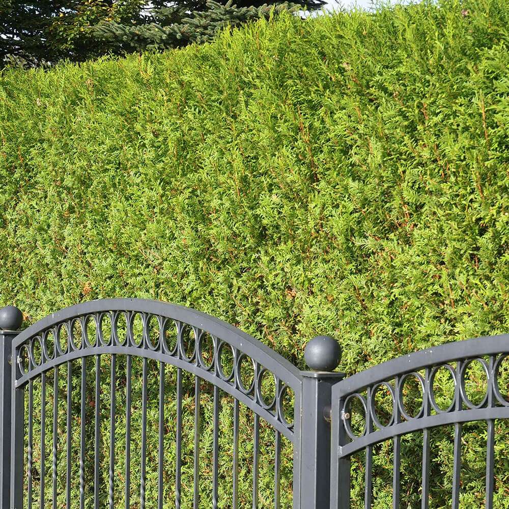 Thuja Brabant kaufen | Ahrens+Sieberz - Pflanzenversand & Gartenbedarf