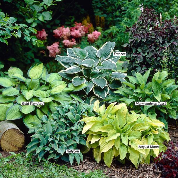 Hosta-Sortiment