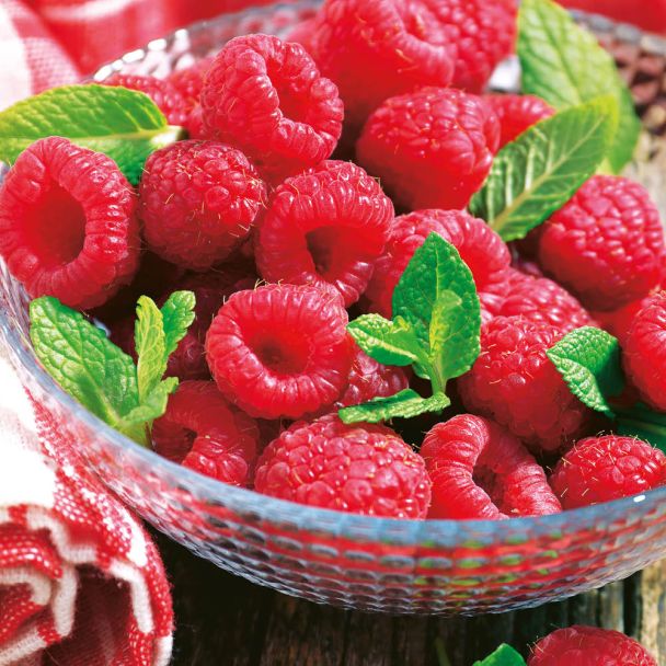 Edelhimbeere Rubina Royal®