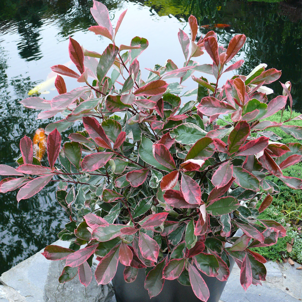 'Pink Marble®' Buntlaubige Glanzmispel SolitärPflanzen Sträucher