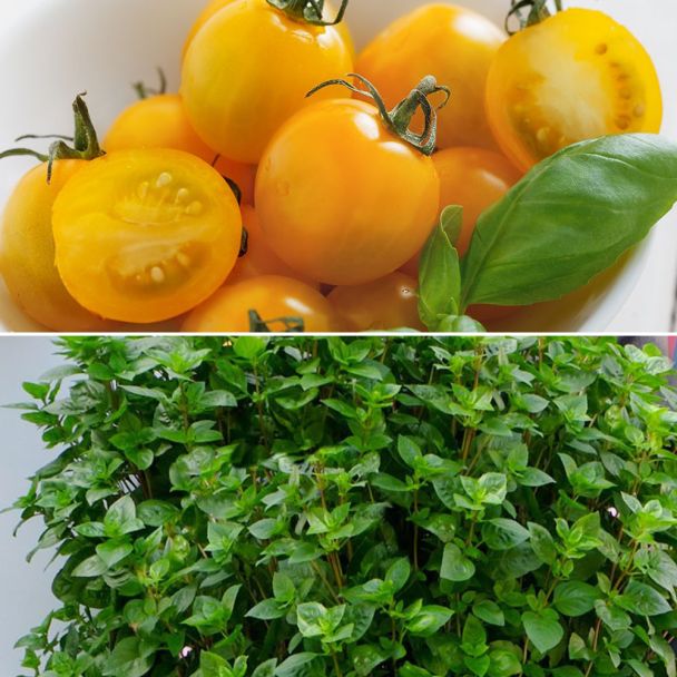 Set-Preis: 2x Nektar-Tomate Yellow F1 + 1x Basilikum La Palma