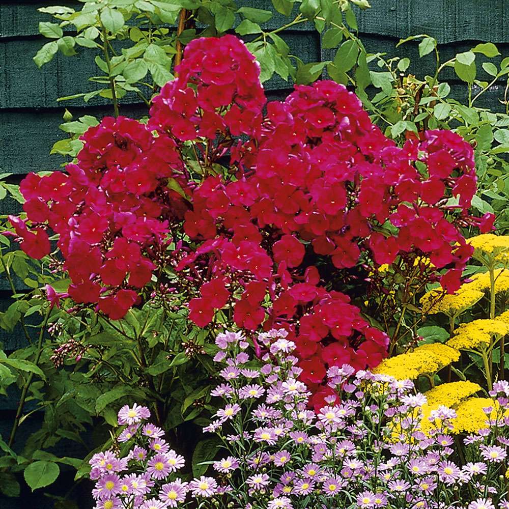 Phlox, rot Stauden hoch Blühstauden Stauden Ahrens+Sieberz