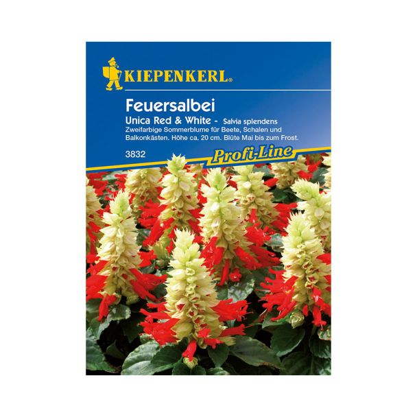 Feuersalbei 'Unica Red & White'