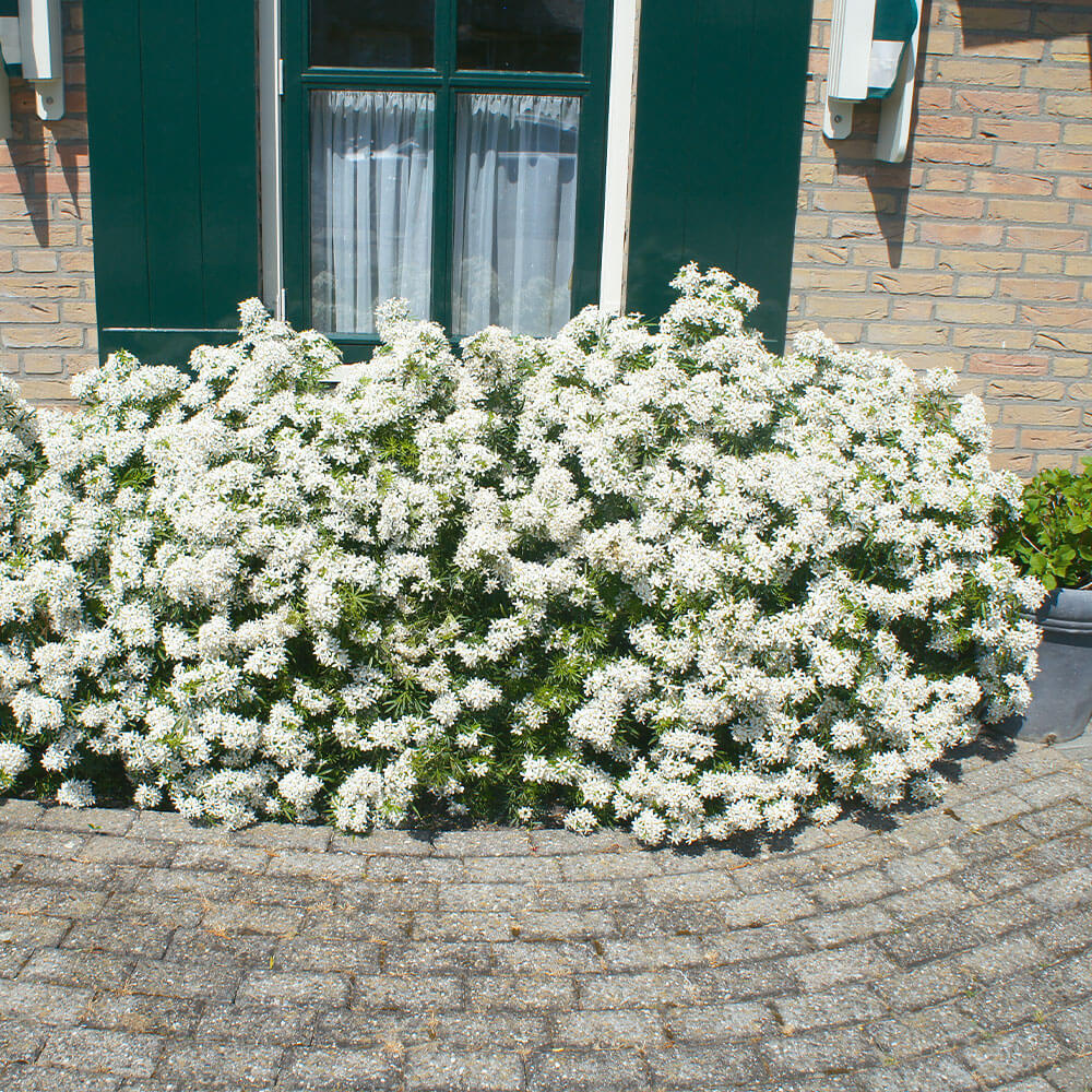 Orangenblume White Dazzler kaufen | Ahrens+Sieberz - Pflanzenversand &  Gartenbedarf