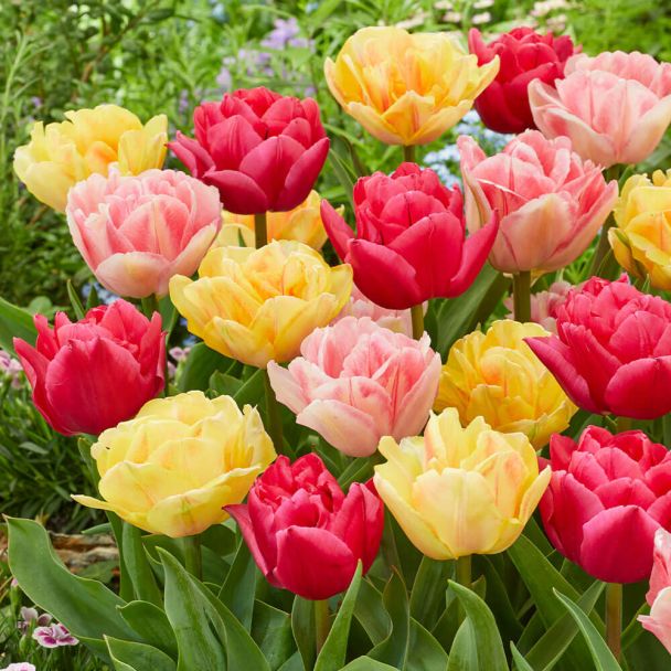 Tulpe Double Dancers