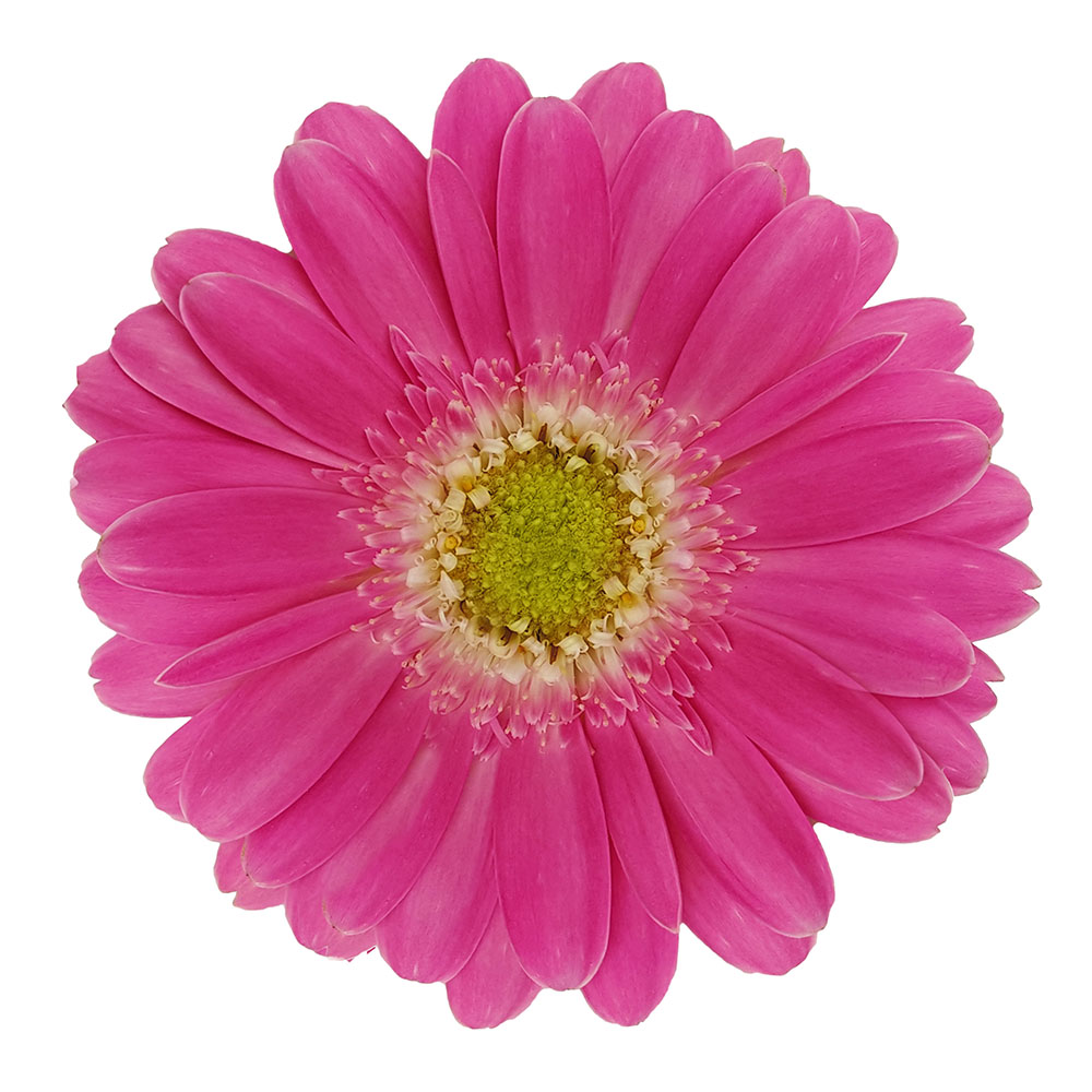 Winterharte Gerbera 'Garvinea®' (Rosa) kaufen Ahrens+Sieberz