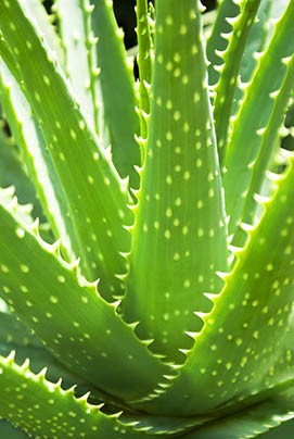 Mediterran & Exoten | Themenwelten | Einkaufswelt | Ahrens+Sieberz -  Pflanzenversand & Gartenbedarf