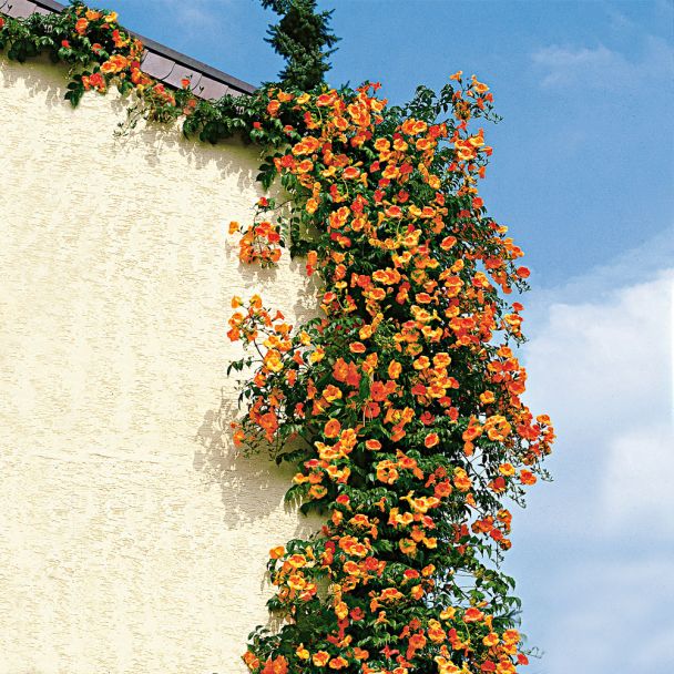 Jasmin-Trompete, orangerot