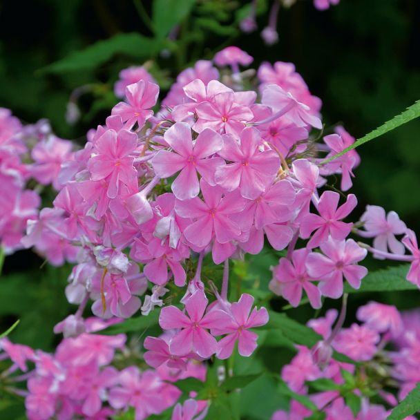Phlox, rosa