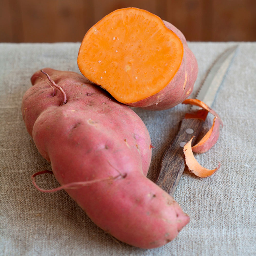 saatgut buschbohnen Saatgut Buschbohne 'Coco blanc prcoce' - Phaseolus vulgaris coco blanc  prcoce