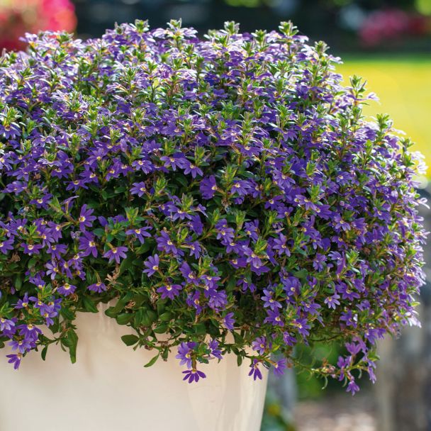 Fächerblume Scaevola Magic Blue
