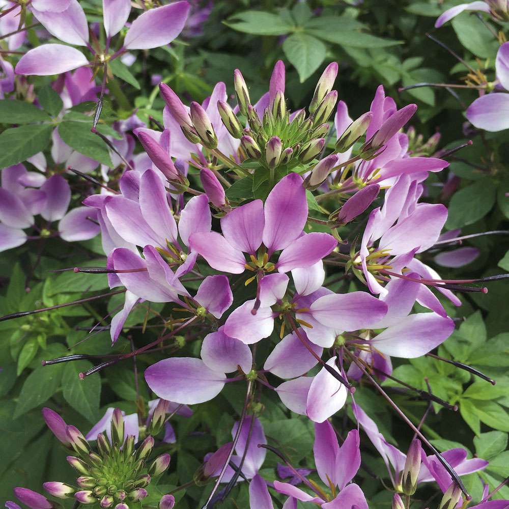 Spinnenblume Seorita Rosalita kaufen | Ahrens+Sieberz - Pflanzenversand &  Gartenbedarf