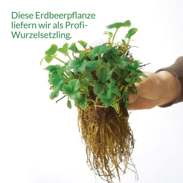 Französische Gourmet-Frucht Erdbeere 'Gariguette' - Setzlinge