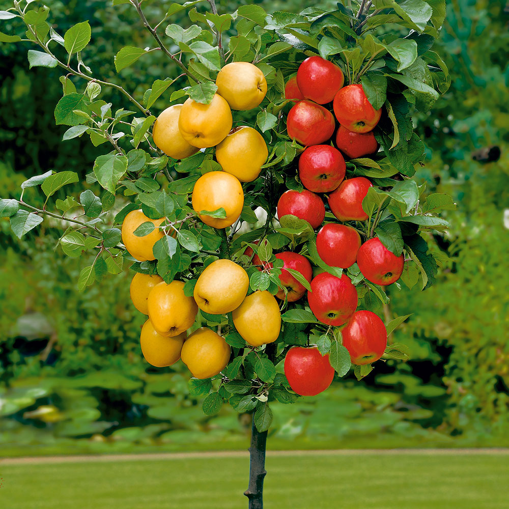 Apfel-Duo | Duo-Obstgehölze | Äpfel | Obst | Ahrens+Sieberz -  Pflanzenversand & Gartenbedarf