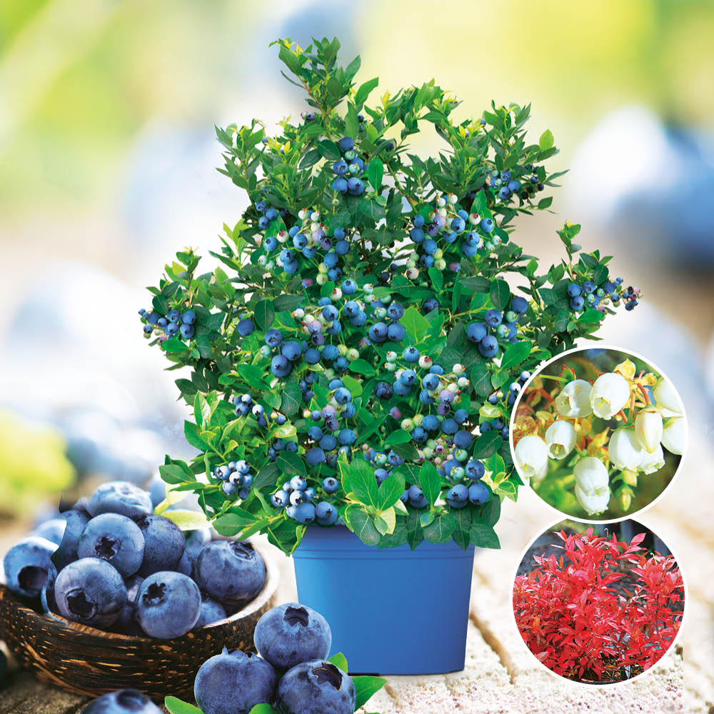 1 x Nasch Obst Pflanze Heidelbeere Lowberry® Little Blue Wonder 