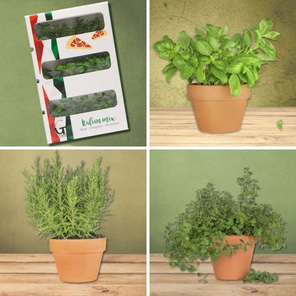 Sonderangebot Gardian Italian + Flower Tower