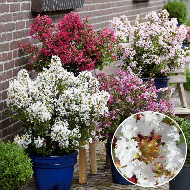 Lagerstroemia weiß