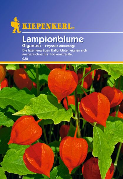 Lampionblume 'Physalis Gigantea'