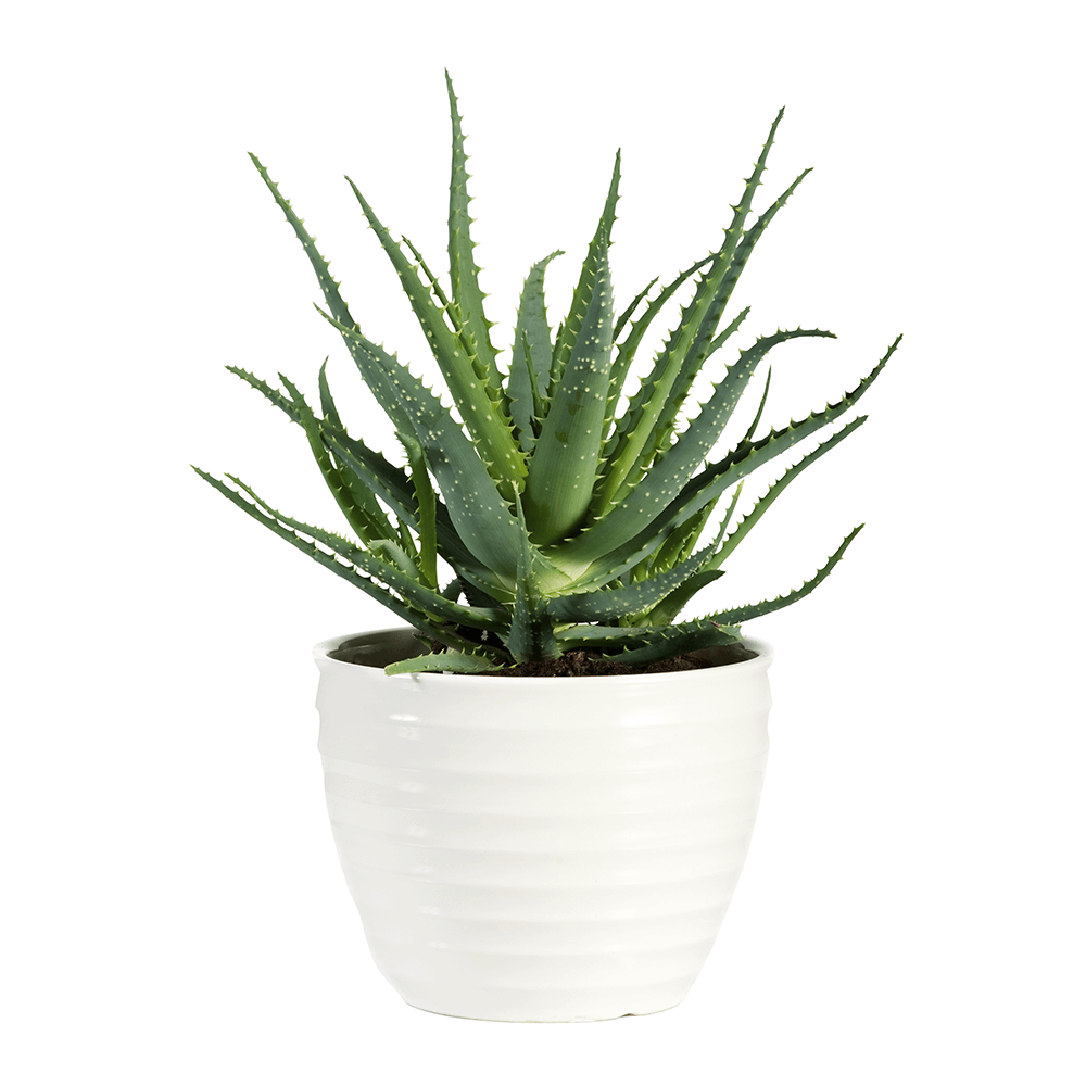 BIO Aloe Vera Sweet kaufen | Ahrens+Sieberz - Pflanzenversand & Gartenbedarf