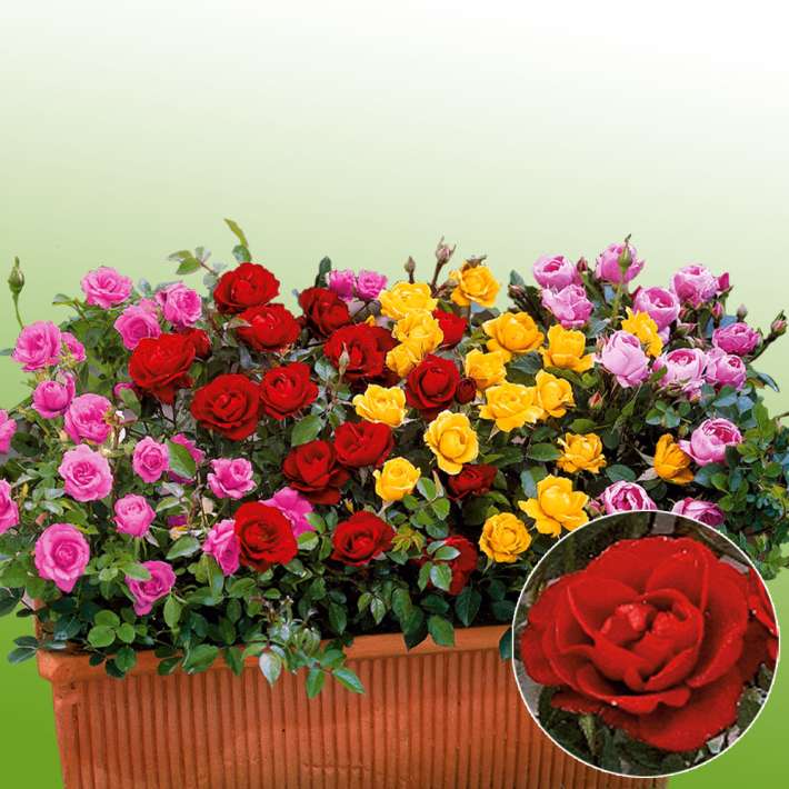 Zwerg-Rosen in Leuchtendrot kaufen | Ahrens+Sieberz - Pflanzenversand &  Gartenbedarf