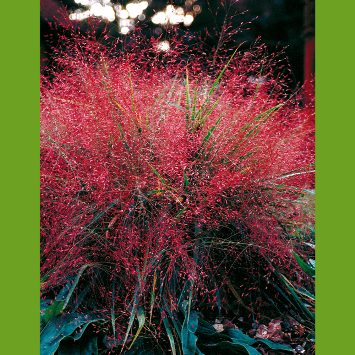 Liebesgras (Eragrostis spectabilis) kaufen Ahrens+Sieberz