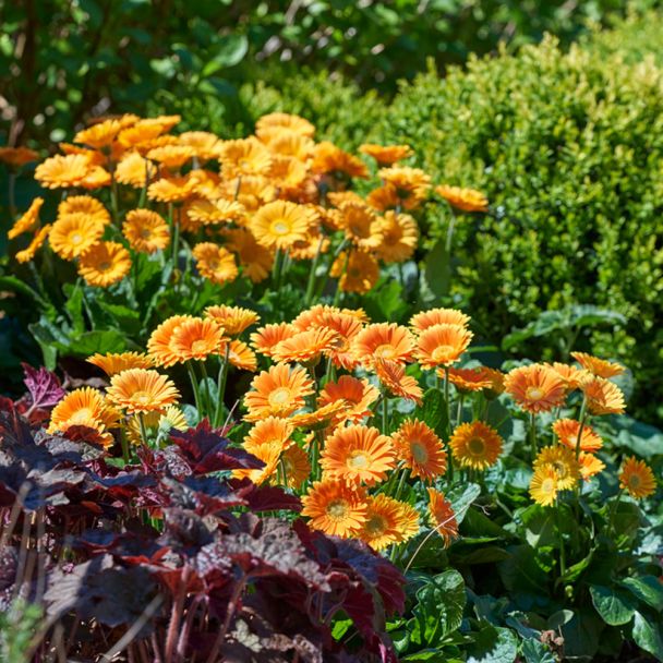 Winterharte Gerbera 'Garvinea®', gelb