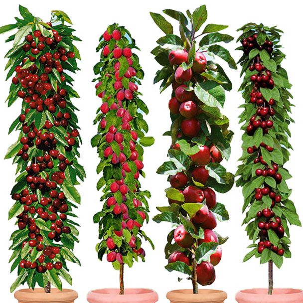 Set-Angebot 4 Säulenobst-Bäume: Victoria, Ruby, Redcats®, Jachim