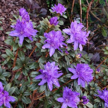 Rhododendron Gletschernacht