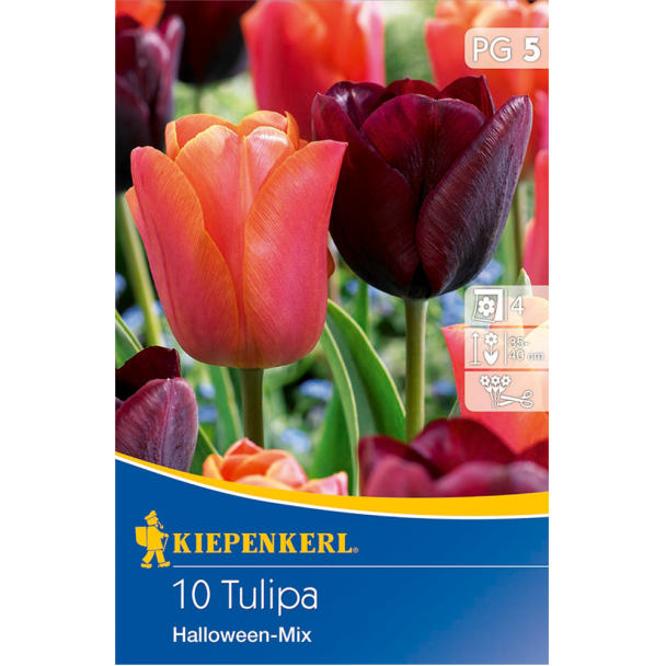 Tulpenmischung Halloween-Tulpen