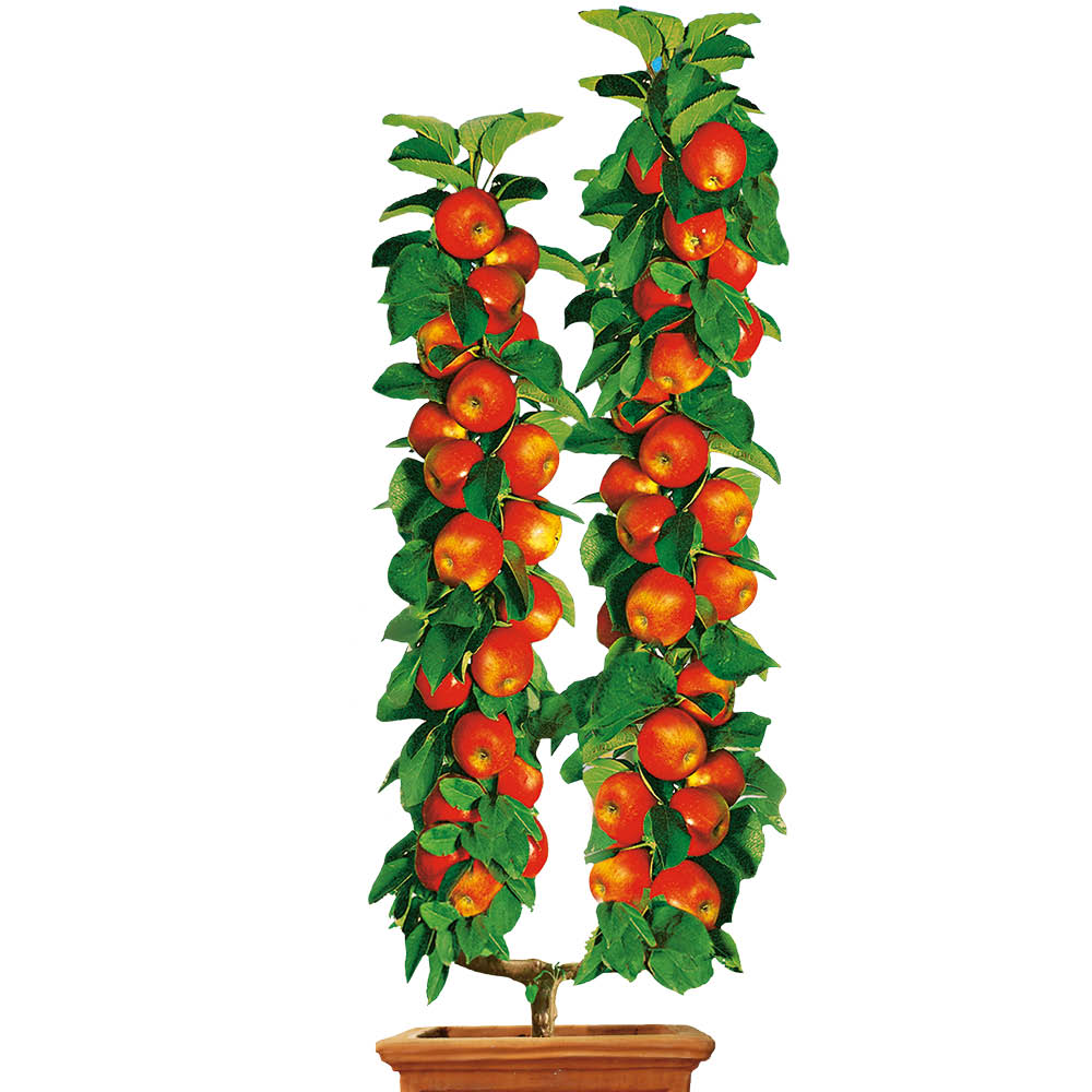 U-Form-Winterapfel 'Cox Orangen-Renette' | U-Form-Obstgehölze | Äpfel |  Obst | Ahrens+Sieberz - Pflanzenversand & Gartenbedarf