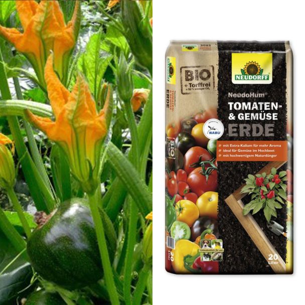 Kugel-Zucchini 'Little Ballini' F1 + Erde (Sparangebot)