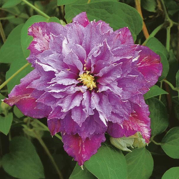 Clematis 'Piilu'