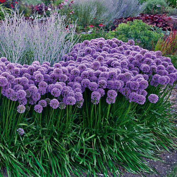 BIO Staude Allium Millenium Zierlauch kaufen | Ahrens+Sieberz -  Pflanzenversand & Gartenbedarf