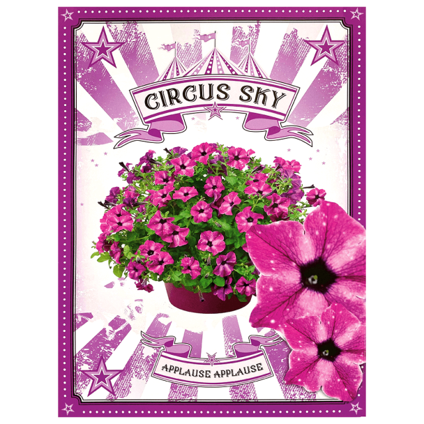 Petunie Circus Sky