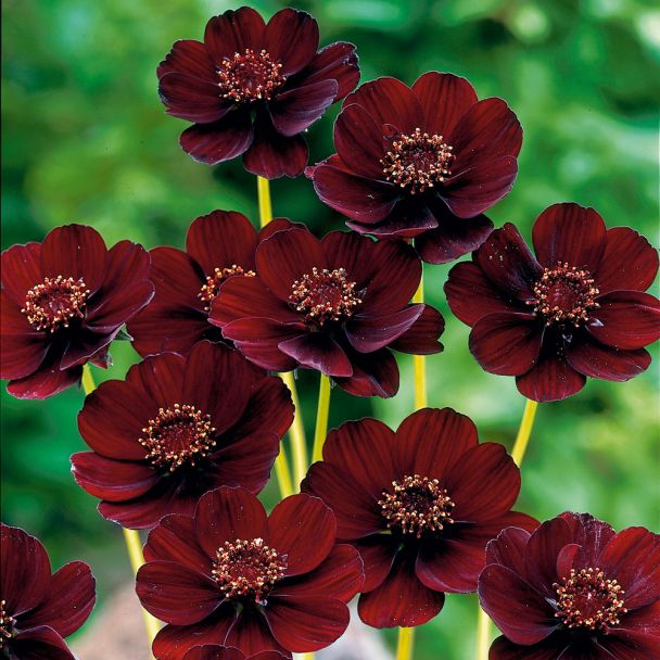 Schokoladenblume