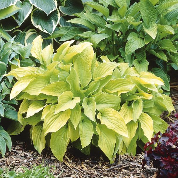 Hosta Hybriden, 'August Moon'