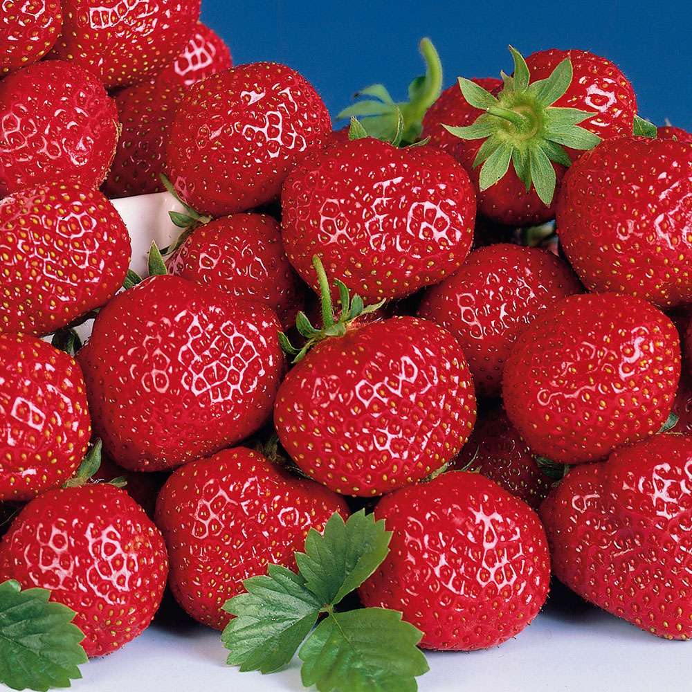 SetPreis 30 Erdbeerpflanzen im Topf Erdbeer Topfpflanzen