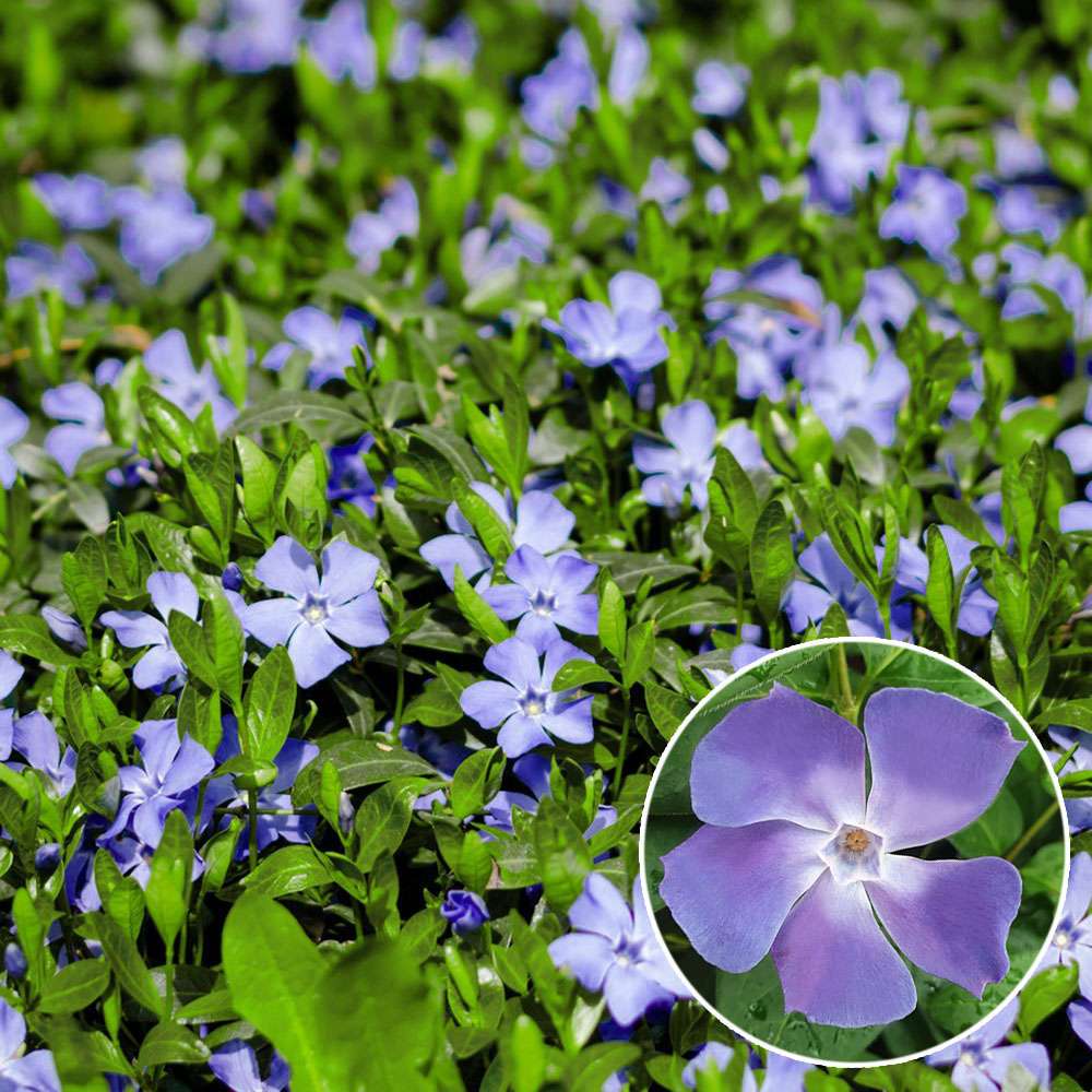 Vinca Minor kaufen | Ahrens+Sieberz - Pflanzenversand & Gartenbedarf