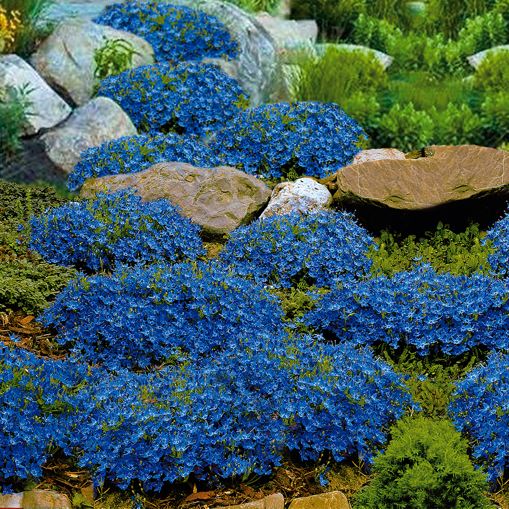 BIO Glockenblumen (Campanula garganica) kaufen | Ahrens+Sieberz -  Pflanzenversand & Gartenbedarf