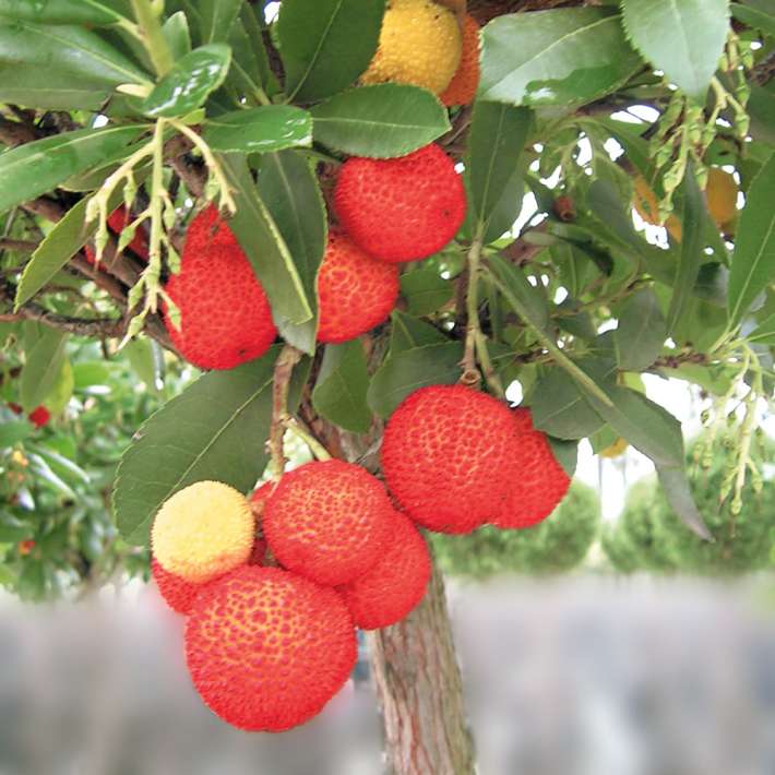 Erdbeerbaum (Busch) kaufen Ahrens+Sieberz Pflanzenversand