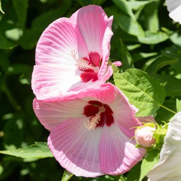 Rosaner Riesen-Hibiskus XL