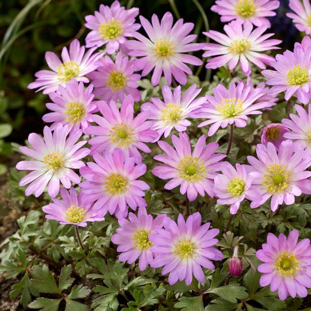 Anemone Pink Star