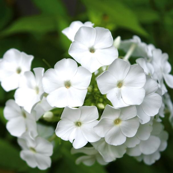 Phlox, weiß