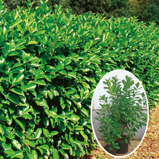 Planting and caring for cherry laurel: you should know that