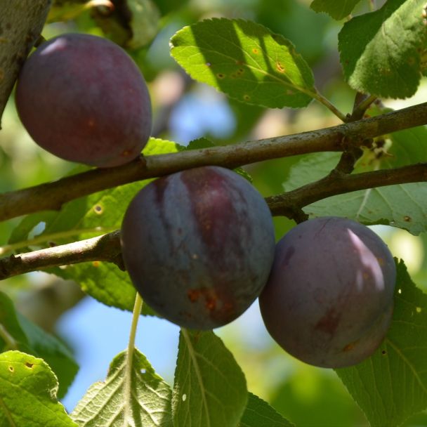 Bühler Frühzwetsche, zweijährig