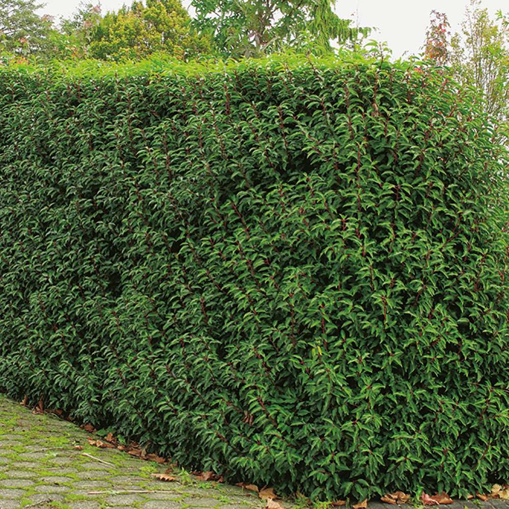 monstera obliqua peru warum so teuer 20 main image 1